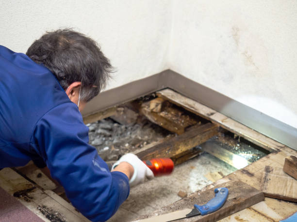 Best Attic Mold Removal  in Skiato, OK