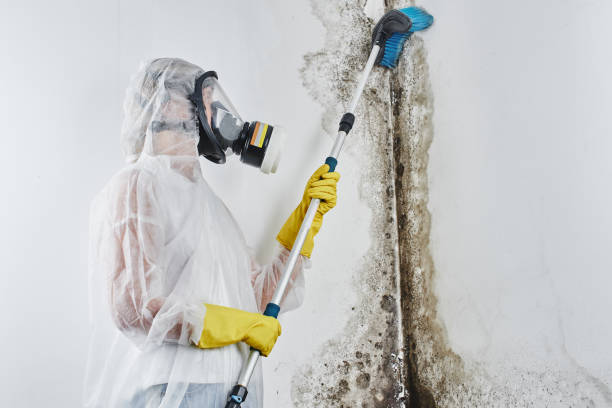 Best Black Mold Removal  in Skiato, OK