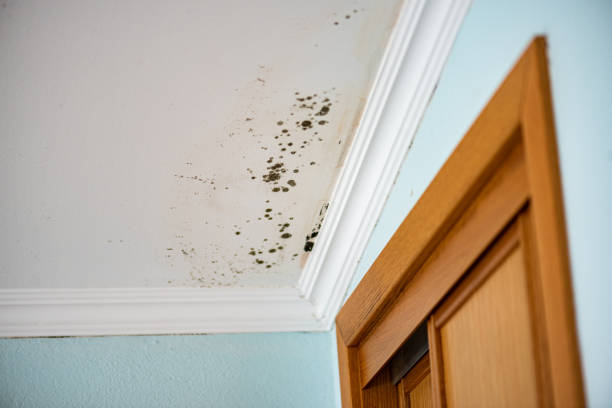 Best Office Mold Removal Services  in Skiato, OK